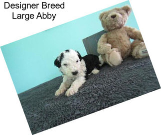 Designer Breed Large Abby