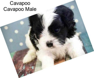 Cavapoo Cavapoo Male