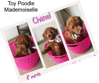 Toy Poodle Mademoiselle