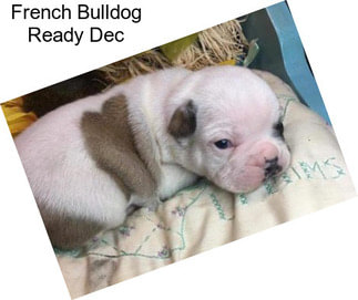 French Bulldog Ready Dec