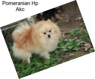 Pomeranian Hp Akc