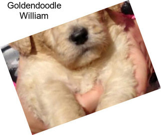 Goldendoodle William