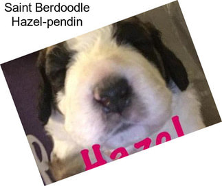 Saint Berdoodle Hazel-pendin