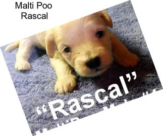 Malti Poo \