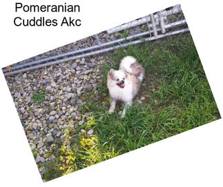Pomeranian Cuddles Akc