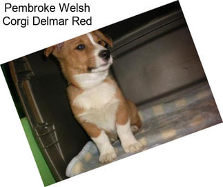 Pembroke Welsh Corgi Delmar Red