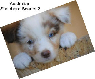 Australian Shepherd Scarlet 2