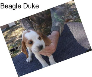 Beagle Duke