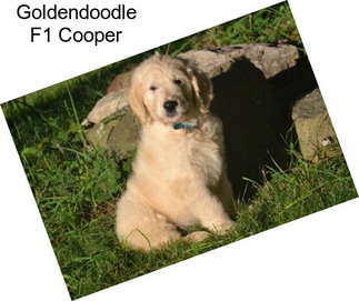 Goldendoodle F1 Cooper