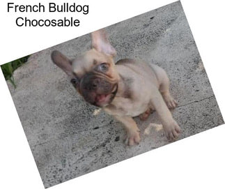 French Bulldog Chocosable