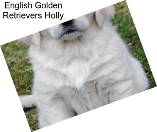 English Golden Retrievers Holly