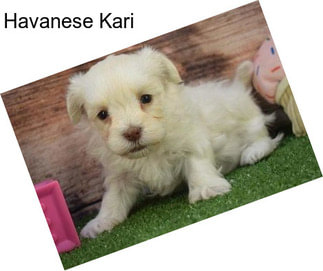 Havanese Kari