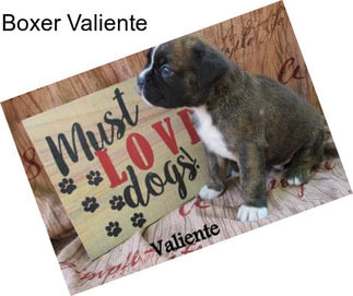 Boxer Valiente