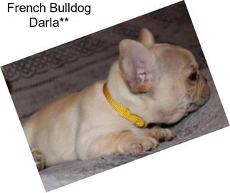 French Bulldog Darla**