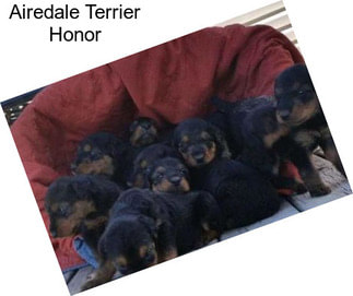 Airedale Terrier Honor