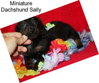 Miniature Dachshund Sally