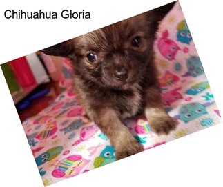 Chihuahua Gloria