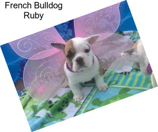 French Bulldog Ruby