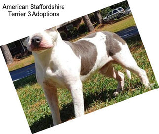 American Staffordshire Terrier 3 Adoptions