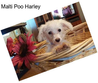 Malti Poo Harley