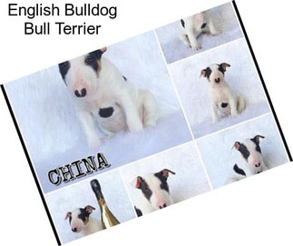 English Bulldog Bull Terrier