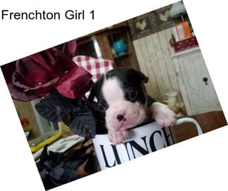 Frenchton Girl 1