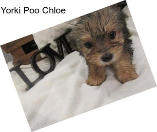 Yorki Poo Chloe