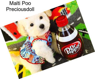 Malti Poo Preciousdoll