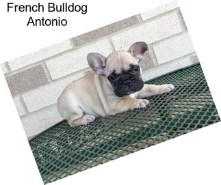 French Bulldog Antonio