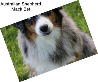 Australian Shepherd Mack Bet