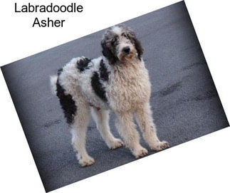 Labradoodle Asher