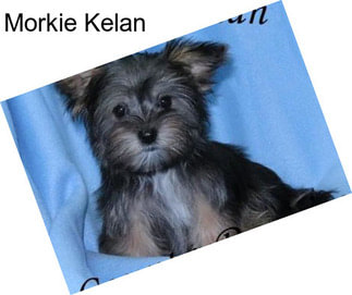 Morkie Kelan