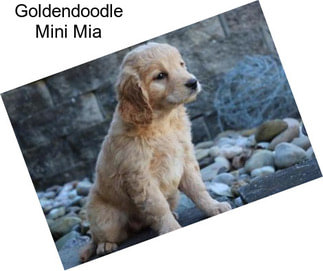 Goldendoodle Mini Mia