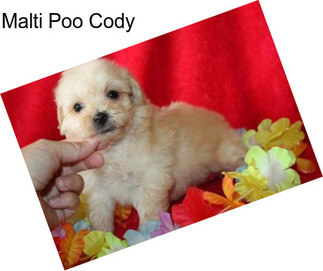 Malti Poo Cody