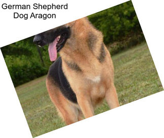 German Shepherd Dog Aragon