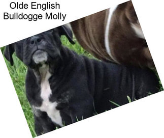 Olde English Bulldogge Molly