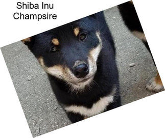 Shiba Inu Champsire