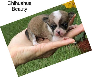 Chihuahua Beauty