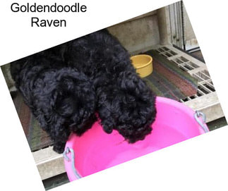 Goldendoodle Raven