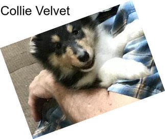 Collie Velvet