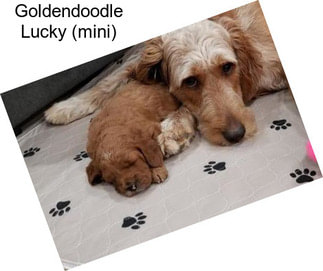 Goldendoodle Lucky (mini)