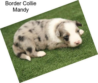 Border Collie Mandy