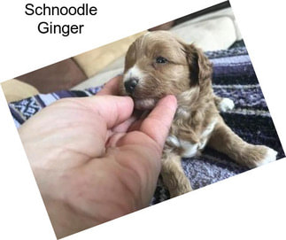 Schnoodle Ginger