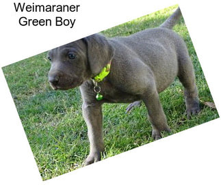 Weimaraner Green Boy