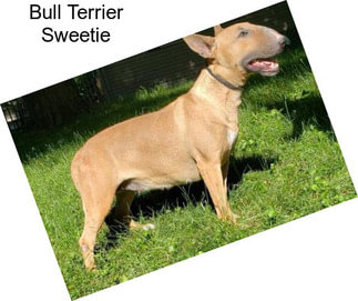 Bull Terrier Sweetie