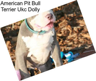 American Pit Bull Terrier Ukc Dolly