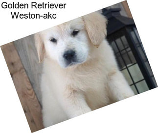 Golden Retriever Weston-akc