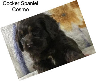 Cocker Spaniel Cosmo