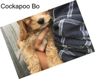 Cockapoo Bo