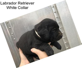 Labrador Retriever White Collar